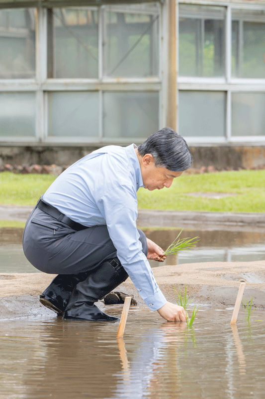 お手づから稲苗をお植ゑになられる天皇陛下（宮内庁提供）