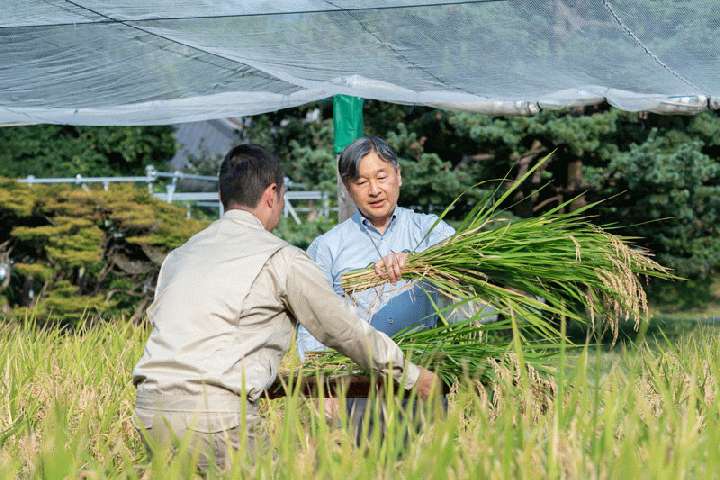 お稲刈りをされる天皇陛下（宮内庁提供）