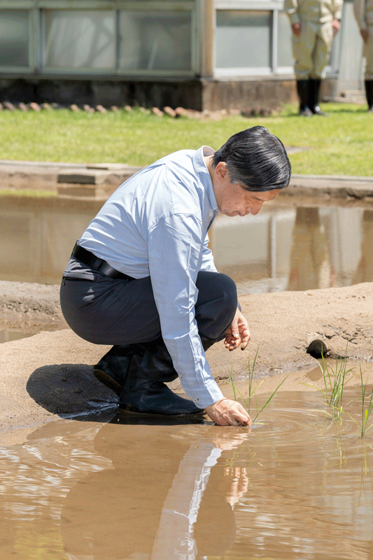 苗をお手植ゑ遊ばされる天皇陛下（宮内庁提供）